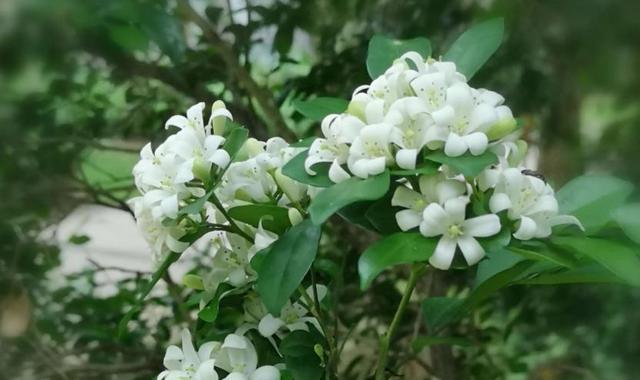 九里香花什么时候开花（了解九里香花期简介）