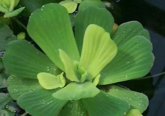 喜水的植物花卉有哪些（盘点六大常见喜水的植物）