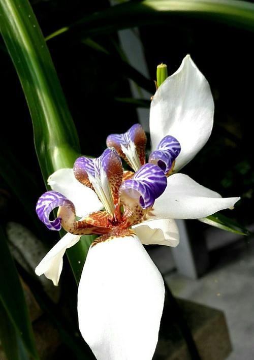 鸢尾兰什么时候开花（鸢尾花种植方法讲解）