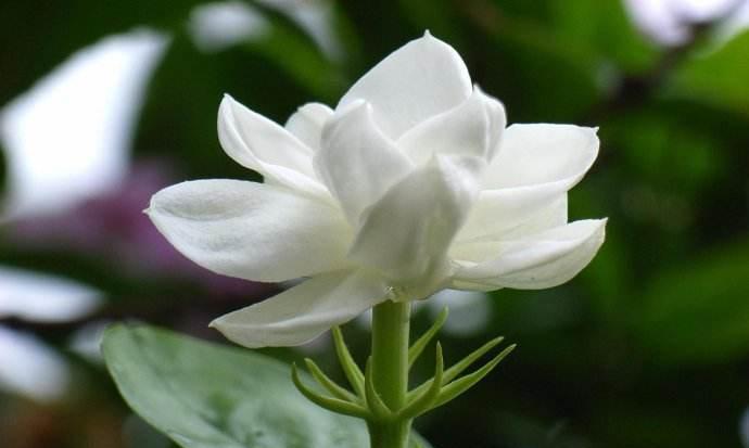 茉莉花是什么季节开的（关于茉莉花的养护知识）