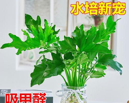 什么植物适合养在室内（适合室内养的植物推荐）