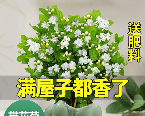 茉莉花可以放在卧室养吗