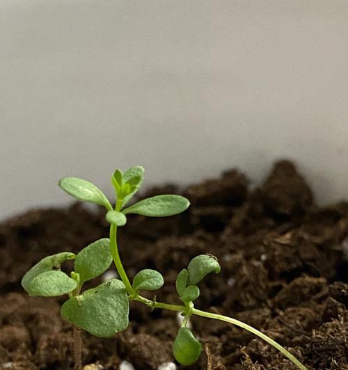 薰衣草发芽后多久开花（薰衣草的生长过程）