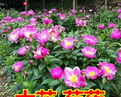 耐寒多年生宿根花卉有哪些（耐寒花卉植物介绍）