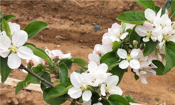 苹果树苗怎么培育的（苹果树种植方法和技巧）