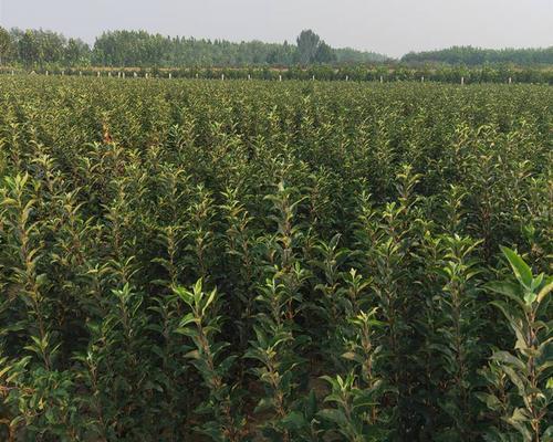 苹果树苗怎么培育的（苹果树种植方法和技巧）