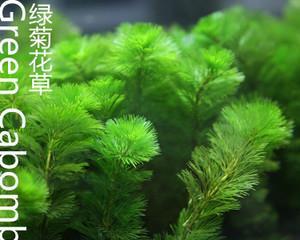 金鱼藻种植方法介绍（有关金鱼藻的种植方法讲解）