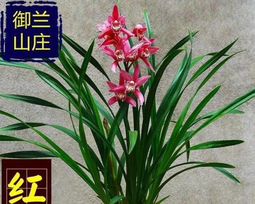 兰花土怎样配制比较好（教你自制兰花土方法）