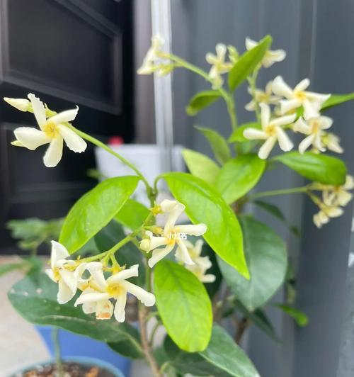 风车茉莉一年开几次花（有关风车茉莉的养护要点）