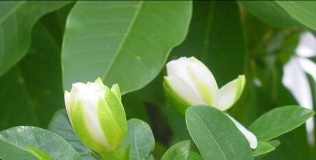 栀子花花期几天时间（关于栀子花的开花季节）