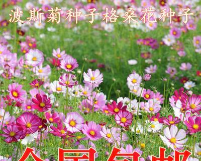 波斯菊花种子什么时候播种（波斯菊播种时间和方法）