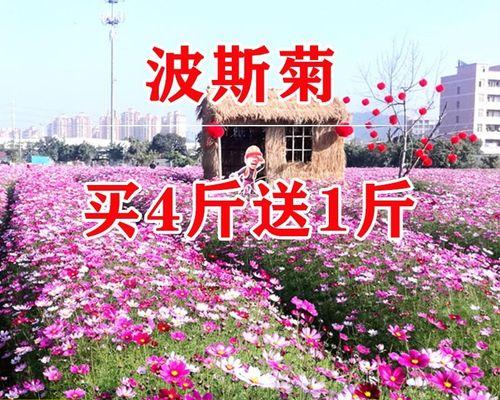 波斯菊花种子什么时候播种（波斯菊播种时间和方法）