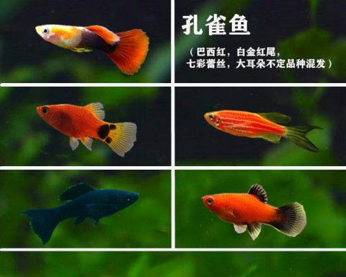 凤尾鱼的养殖方法大全（打造美丽水族箱的必备技巧）