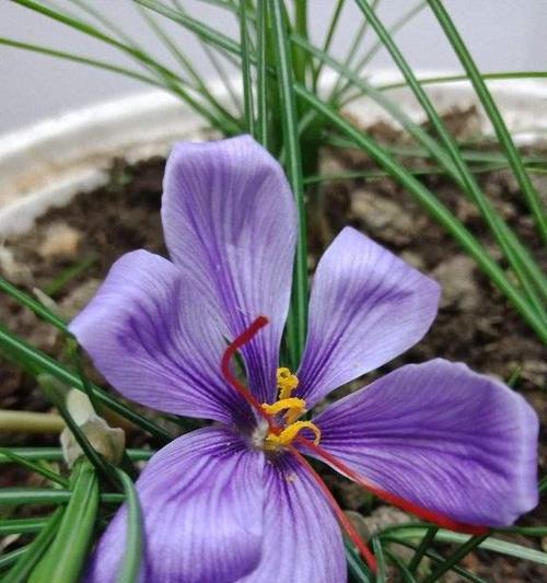 藏红花球什么时候种（藏红花的种植时间和方法）