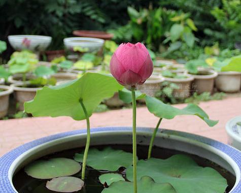 水芙蓉怎么养才好（水芙蓉的养护小妙招）