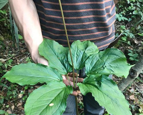 盆栽重楼的种植方法（从选种到繁殖）