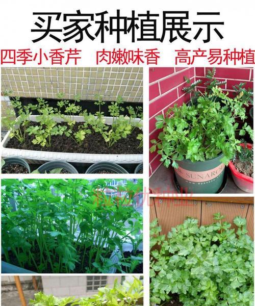 芹菜如何催芽种植（芹菜的种植方法步骤）