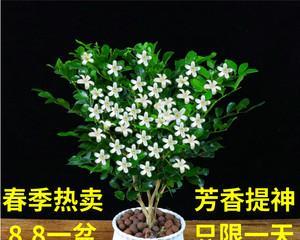 九里香开花时间有多长（关于九里香花期简介）