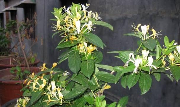 金银花在什么季节开花（金银花的开花季节）