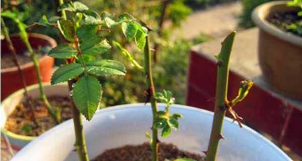 种植玫瑰花用什么土壤（玫瑰花种植方法和时间）