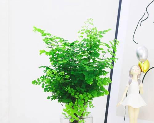 水养植物有哪些养（适合水培的花卉植物介绍）