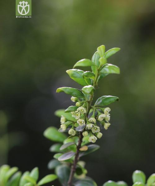 龟甲冬青是什么植物（关于龟甲冬青的简介）