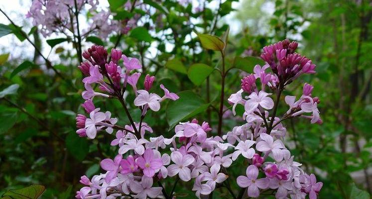 丁香花是什么季节开放的（有关丁香花花期简介）