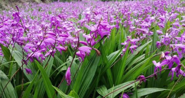 白兰花种植前景怎样（白兰花养殖方法讲解）