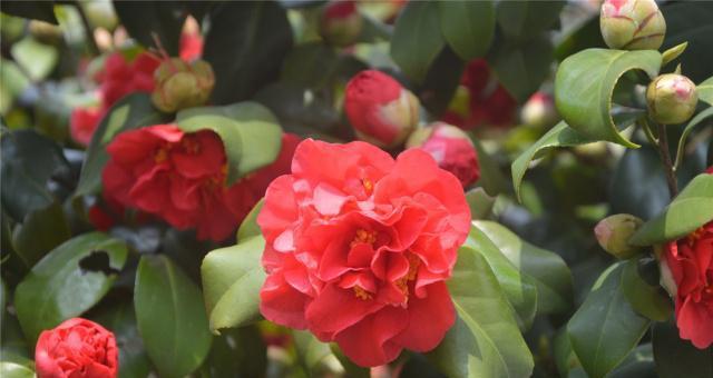 山茶花的品种有多少种（有关茶花品种排名）