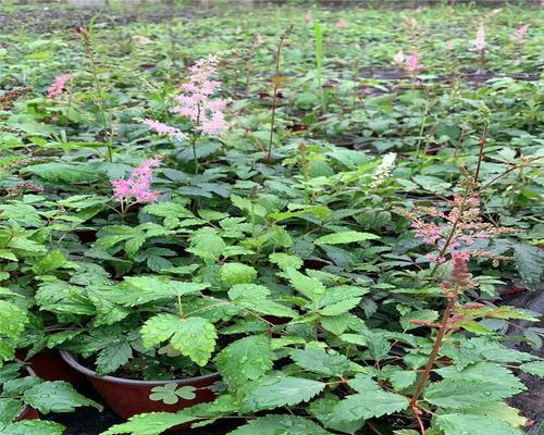 流苏种子什么时候催芽（流苏种子种植方法和时间）