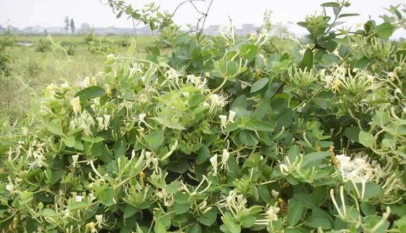 金银花移栽怎么修剪（金银花种植技术要点）