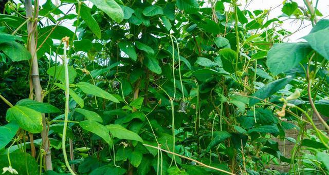 芸豆什么时候种植（芸豆种植技术与管理）