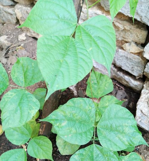 芸豆什么时候种植（芸豆种植技术与管理）