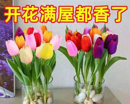 年宵花卉有什么花（年宵花卉品种及图片介绍）