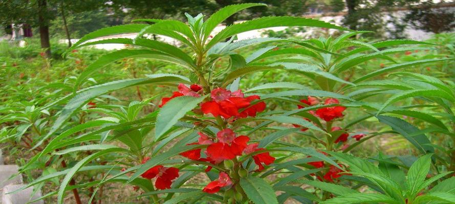 凤仙花如何种植（详解凤仙花栽培技术）