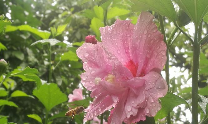 木槿花的传说与花语（探寻木槿花的神秘力量）