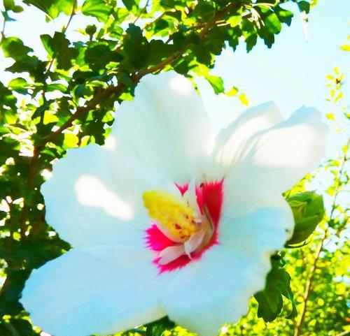 木槿花的传说与花语（探寻木槿花的神秘力量）