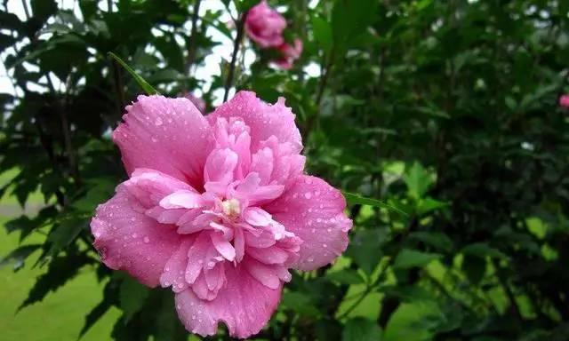 木槿花的花语与意义（探秘木槿花的花语及其象征意义）