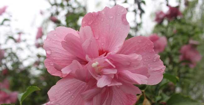 木槿花的寓意与象征意义（探索木槿花的美丽与深意）