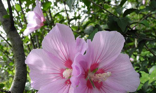 木槿花的花语与象征（揭示木槿花的内涵与美）