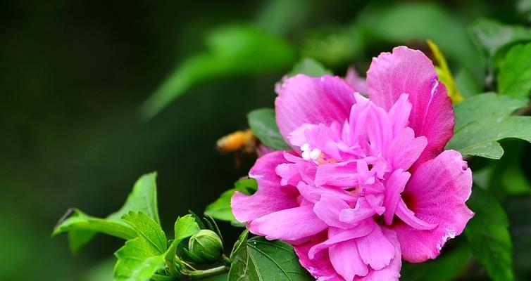 木槿花的花语及其寓意（了解木槿花的花语）