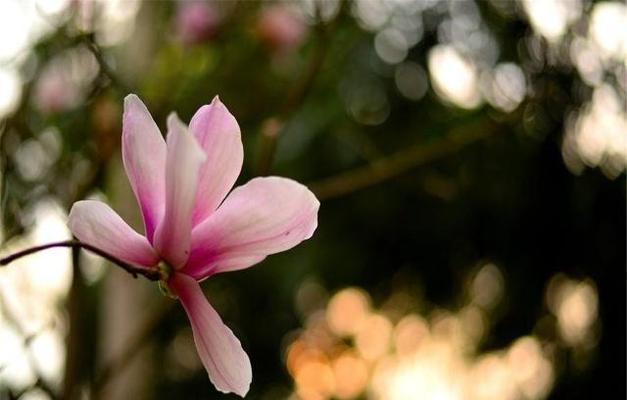 木兰花的花语与意义（探索木兰花的美丽与深意）