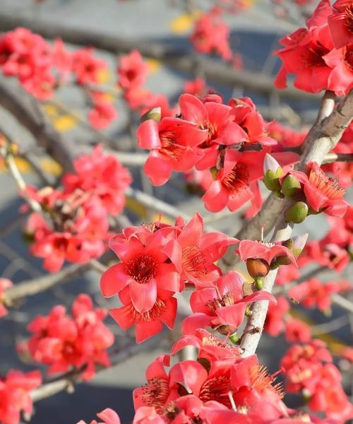 木棉花花语与寓意（木棉花的花语及其象征意义）