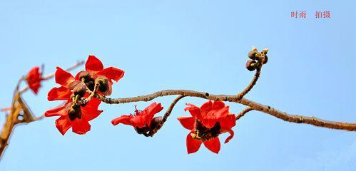 木棉花绽放的寓意（生命与希望的象征——木棉花的意义与象征）