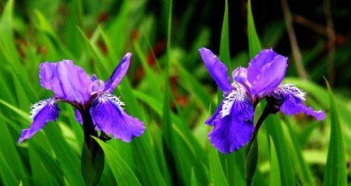 茑尾花花语（揭示茑尾花背后隐藏的情感和意义）