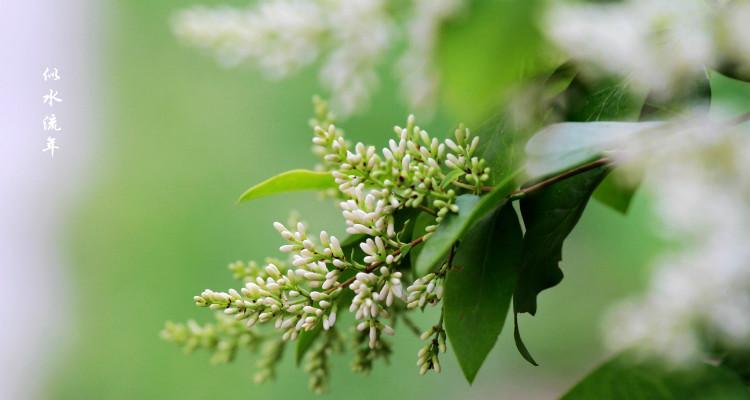 女贞花——美丽与坚韧并存的象征（女贞花花语解读及其在生活中的应用）