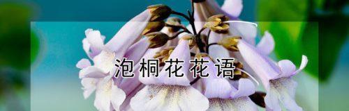 泡桐花的花语与寓意（探索泡桐花的象征意义）