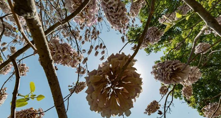 泡桐花的花语与寓意——传递美丽与希望的使者（以花开为证）