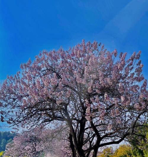 泡桐花的花语与寓意——传递美丽与希望的使者（以花开为证）