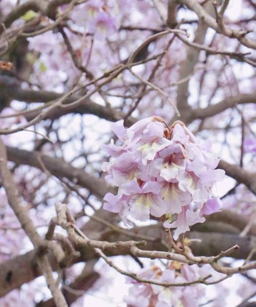 泡桐花（揭秘泡桐花的花语及其古老传说）